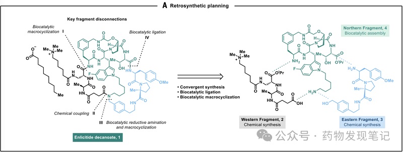 Le cascate biocatalitiche consentono la produzione del peptide macrociclico Enlicitide