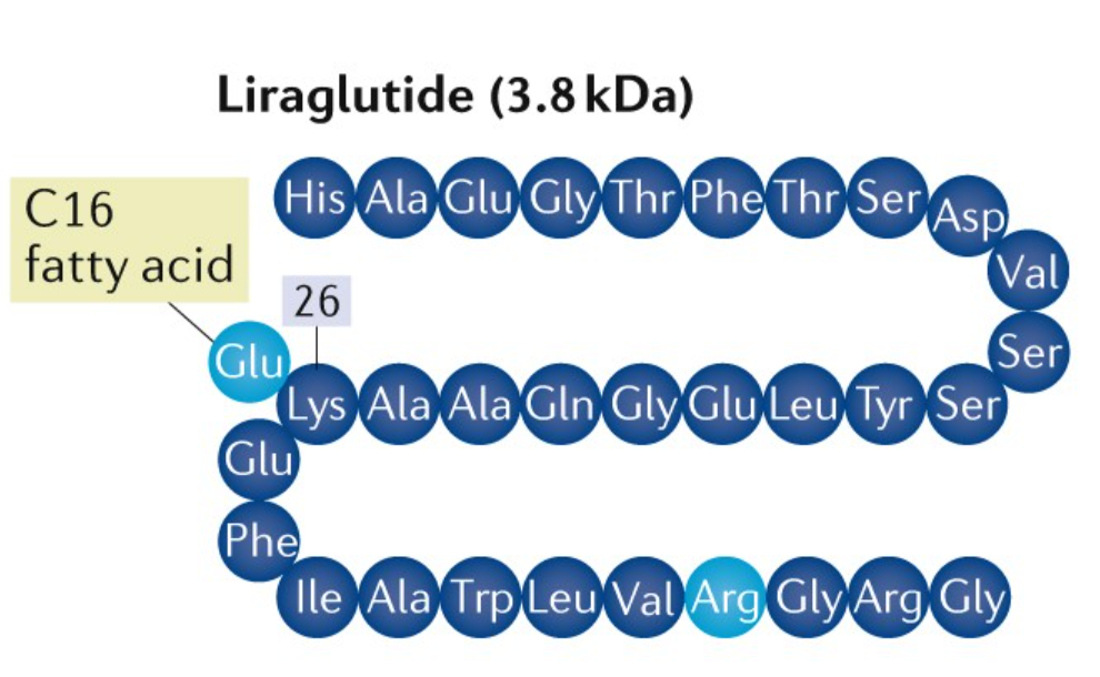 Liraglutide: un agonista del recettore GLP-1 che migliora il metabolismo